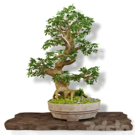 Bonsai